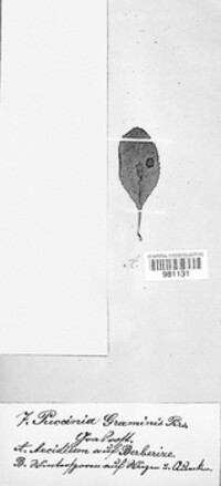 Puccinia graminis image